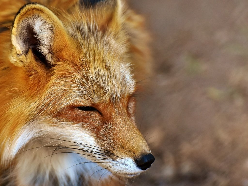 Обои морда, сон, лиса, хищник, лисица, закрытые глаза, face, sleep, fox, predator, closed eyes разрешение 3500x2473 Загрузить