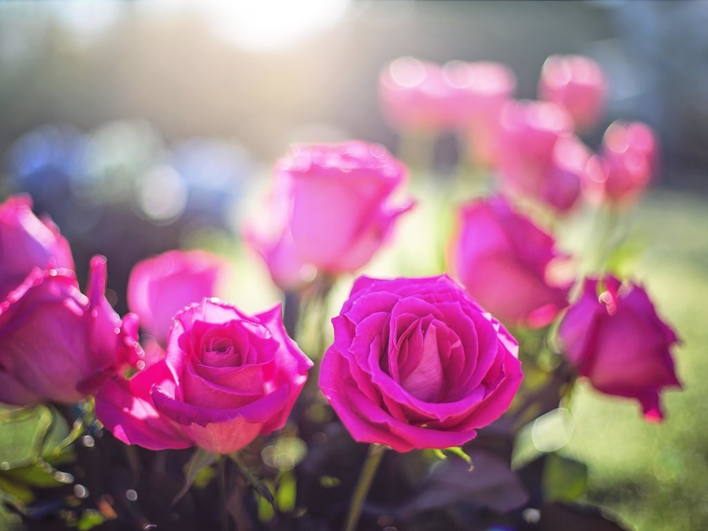 Обои цветы, бутоны, розы, лепестки, размытость, flowers, buds, roses, petals, blur разрешение 5760x3840 Загрузить