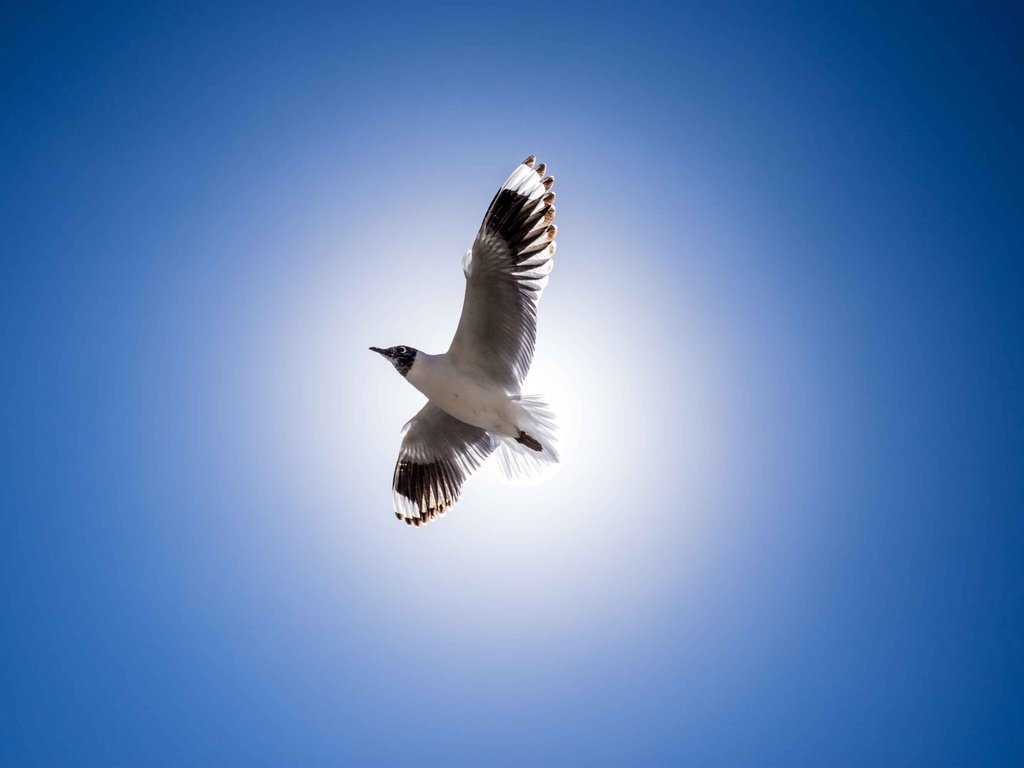 Обои полет, крылья, чайка, птица, клюв, перья, голубое небо, flight, wings, seagull, bird, beak, feathers, blue sky разрешение 3000x2000 Загрузить