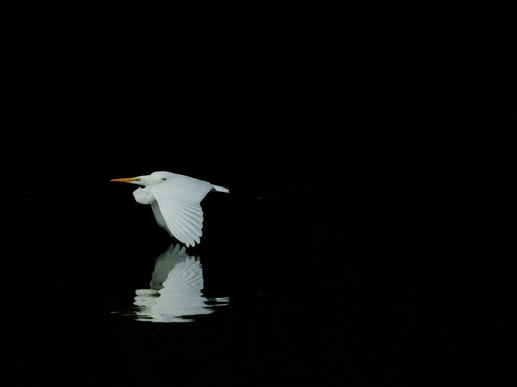 Обои отражение, полет, крылья, птица, черный фон, белая, цапля, reflection, flight, wings, bird, black background, white, heron разрешение 2048x1365 Загрузить