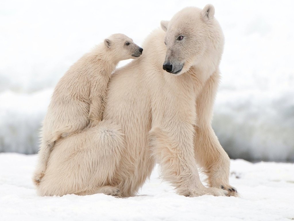 Обои белый медведь, polar bear разрешение 1920x1200 Загрузить