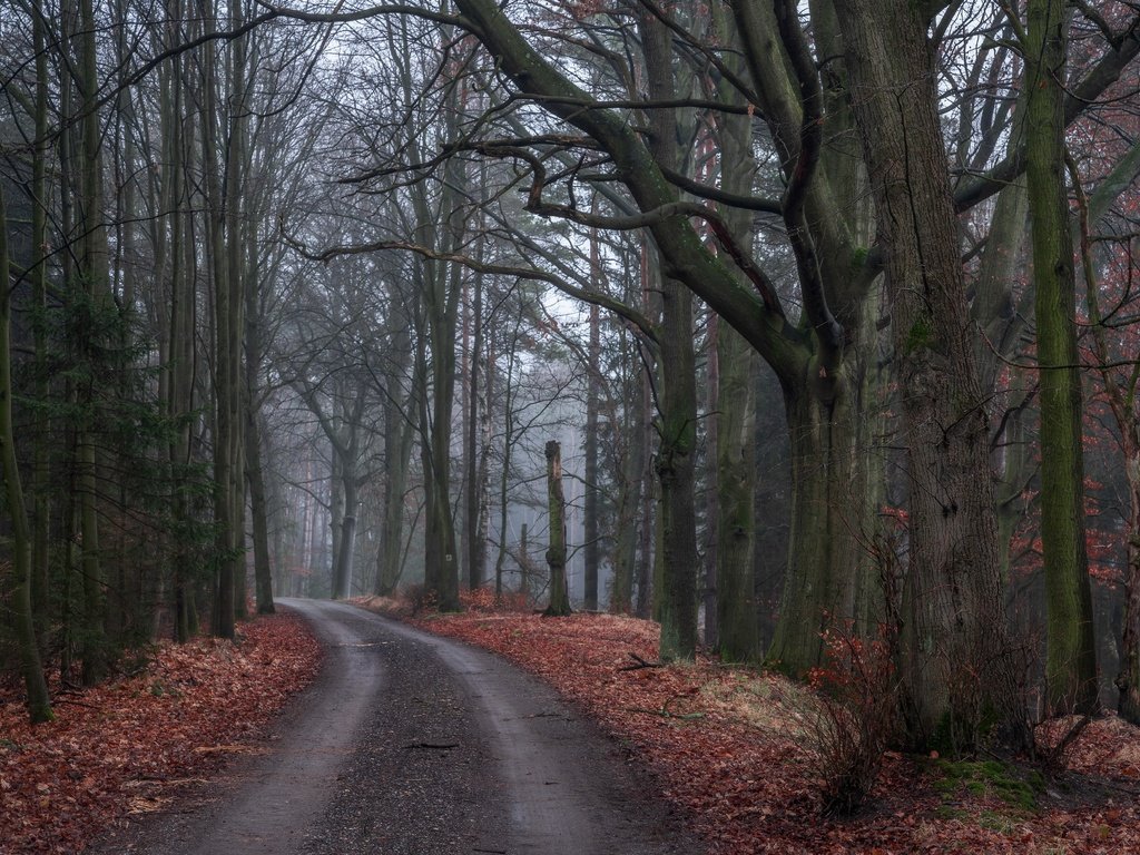 Обои дорога, деревья, природа, лес, листья, осень, road, trees, nature, forest, leaves, autumn разрешение 6000x4000 Загрузить