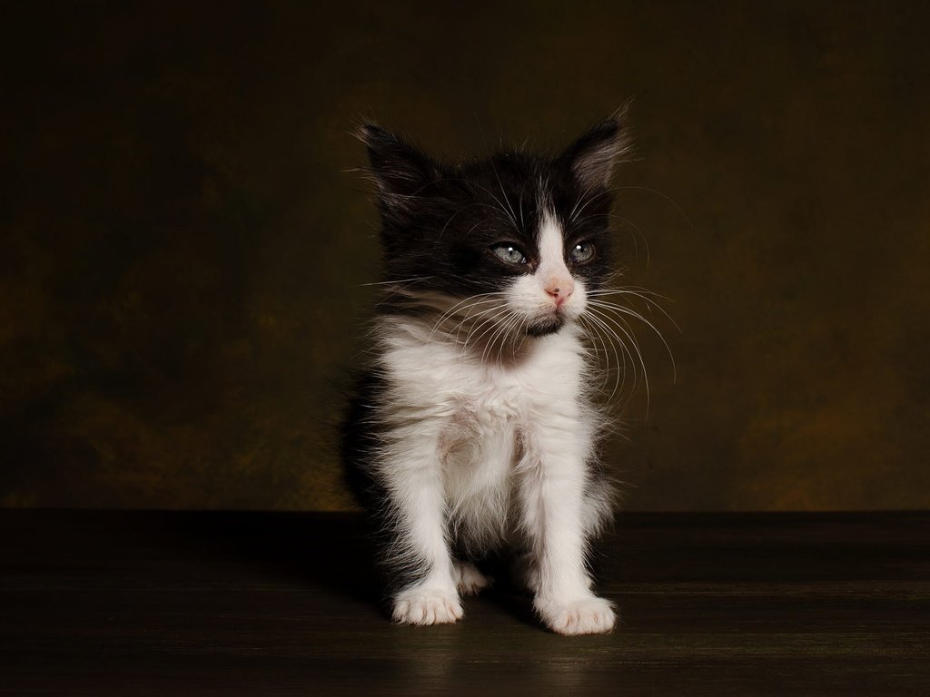 Обои поза, мордочка, кошка, взгляд, котенок, темный фон, чёрно-белый, фотостудия, pose, muzzle, cat, look, kitty, the dark background, black and white, studio разрешение 2000x1325 Загрузить