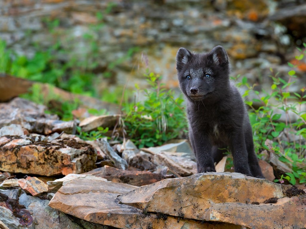 Обои природа, камни, песец, детеныш, боке, nature, stones, fox, cub, bokeh разрешение 3840x2556 Загрузить