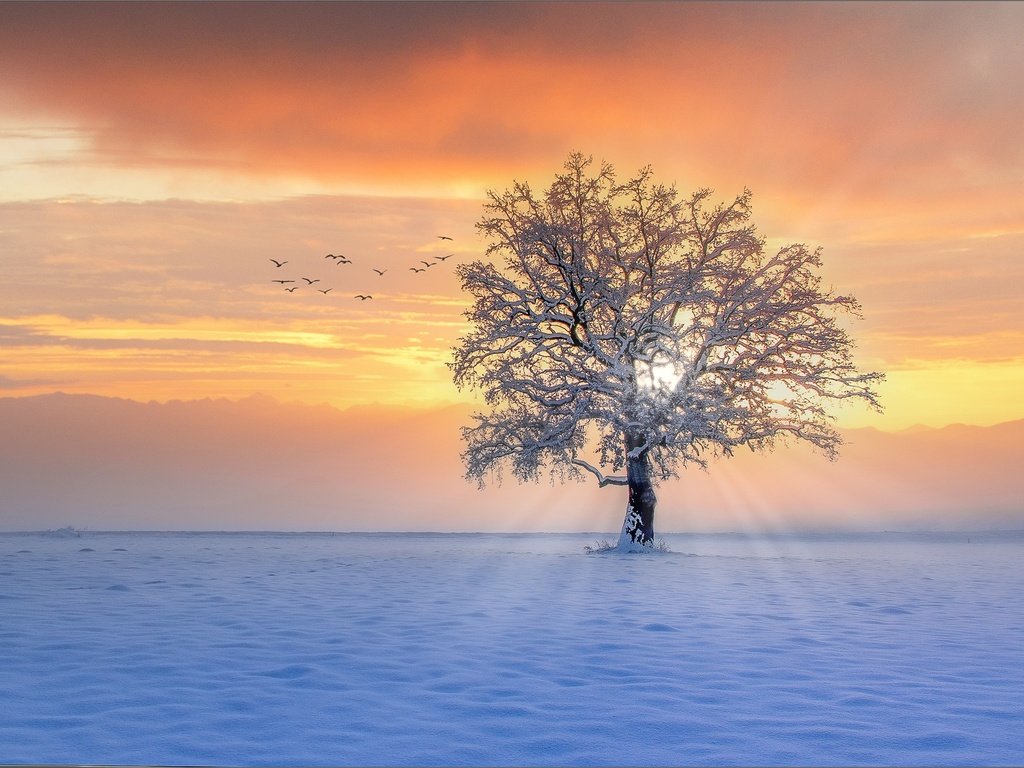 Обои снег, дерево, закат, зима, лучи, птицы, snow, tree, sunset, winter, rays, birds разрешение 2000x1337 Загрузить
