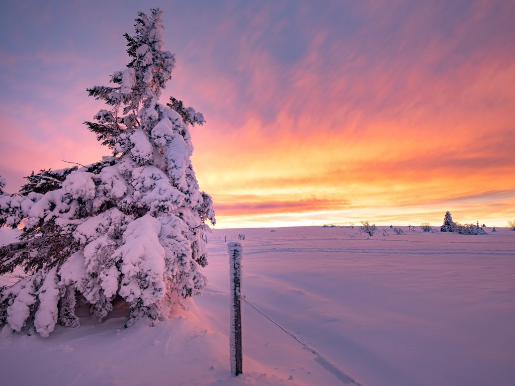 Обои елка, закат, зима, tree, sunset, winter разрешение 7120x4387 Загрузить