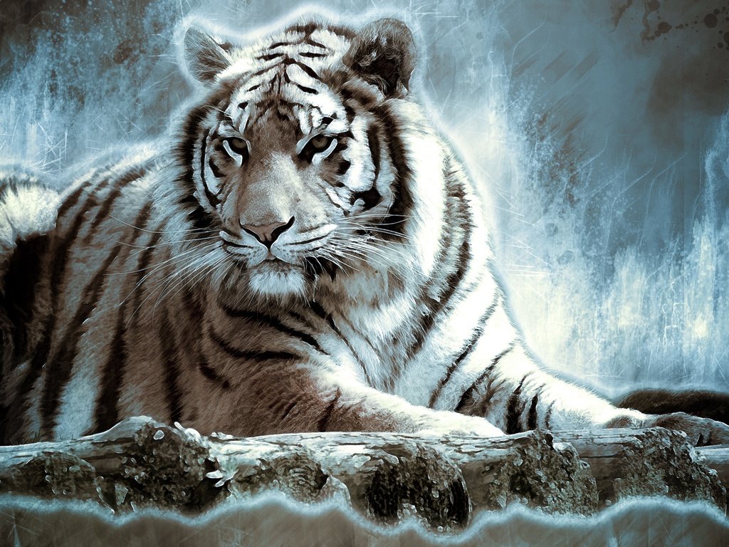 Обои тигр, хищник, большая кошка, дикая кошка, белый тигр, tiger, predator, big cat, wild cat, white tiger разрешение 3582x2070 Загрузить