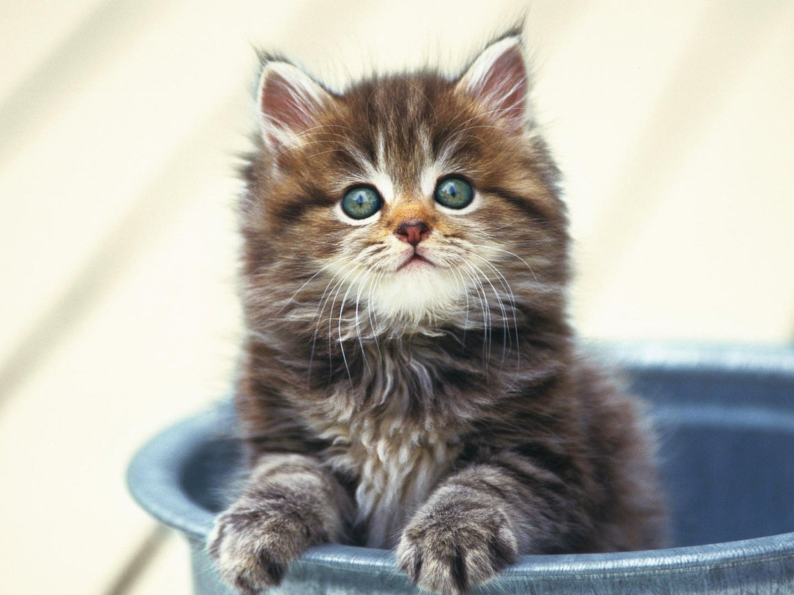Обои котенок, маленький, пушистый, в ведре, kitty, small, fluffy, in the bucket разрешение 1920x1080 Загрузить