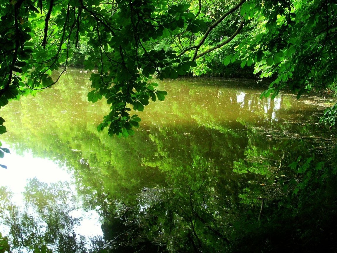 Обои деревья, листья, отражение, водоем, trees, leaves, reflection, pond разрешение 1920x1200 Загрузить