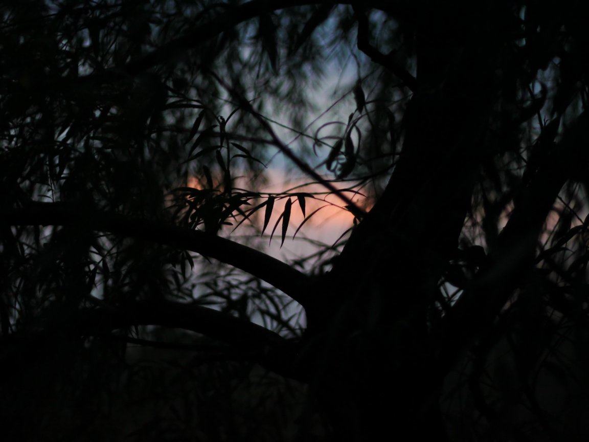 Обои дерево, листья, закат, tree, leaves, sunset разрешение 4752x3168 Загрузить