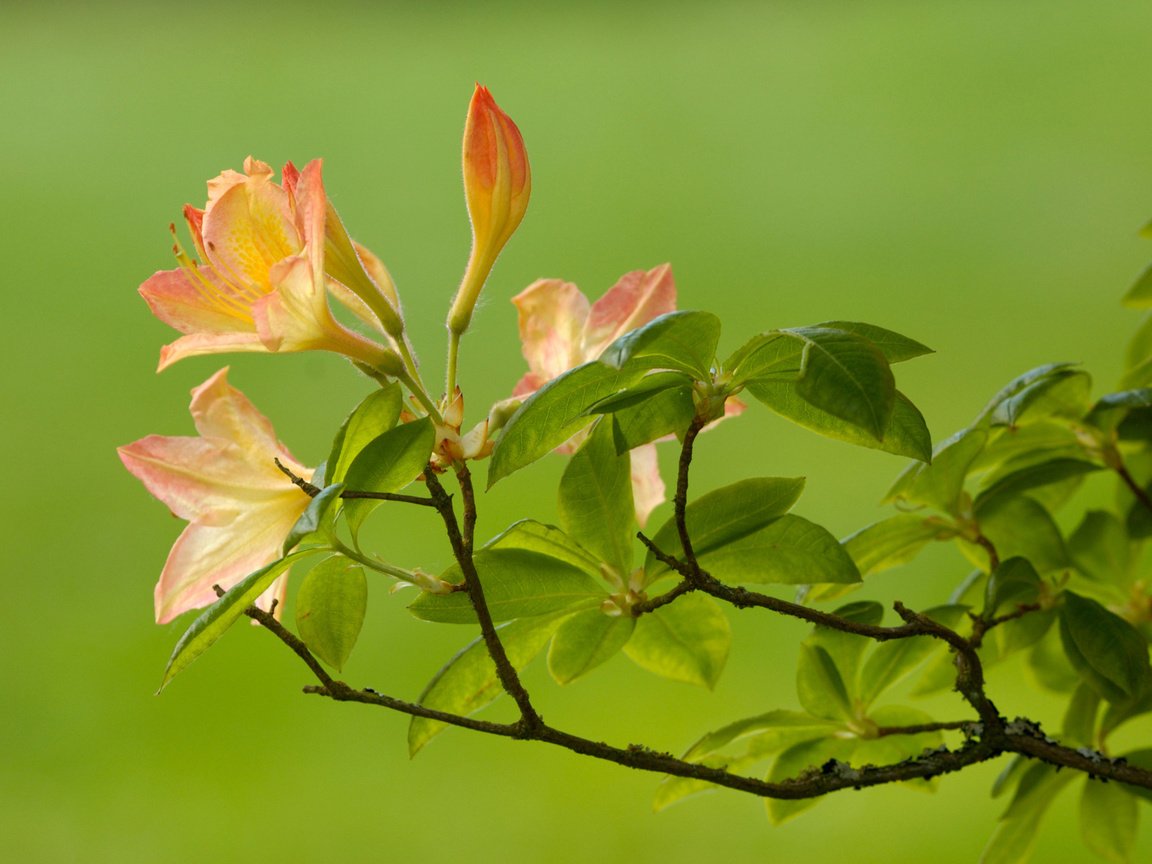 Обои ветка, листья, зелёный, цветок, ветки, размытость, branch, leaves, green, flower, branches, blur разрешение 1920x1200 Загрузить