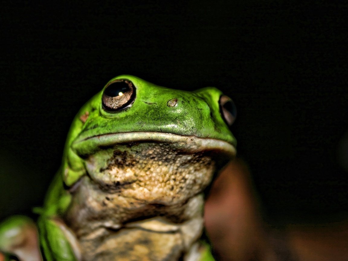 Обои лягушка, темный фон, жаба, frog, the dark background, toad разрешение 1920x1200 Загрузить