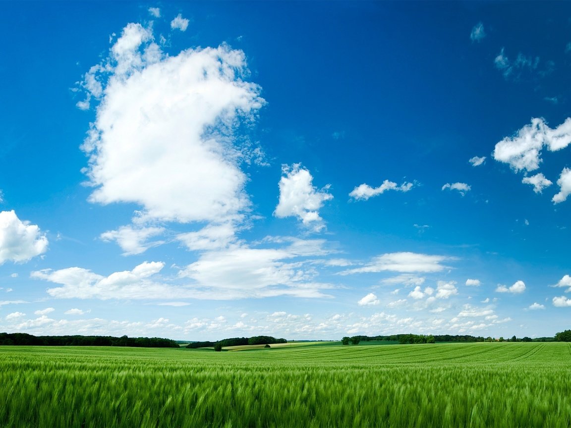 Обои небо, трава, обои, зелёный, поле, green field, the sky, grass, wallpaper, green, field разрешение 2560x1600 Загрузить