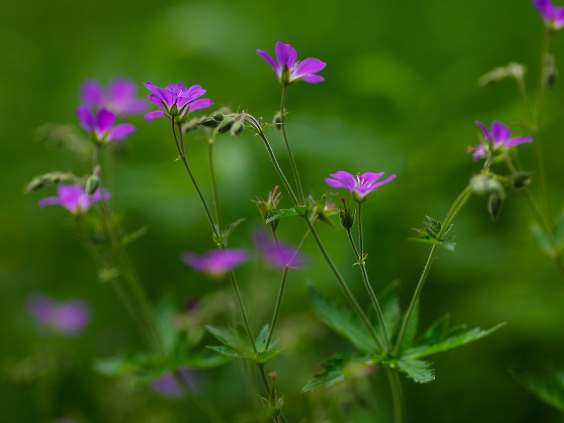 Обои лето, зеленый фон, лиловые цветы, summer, green background, purple flowers разрешение 1920x1280 Загрузить