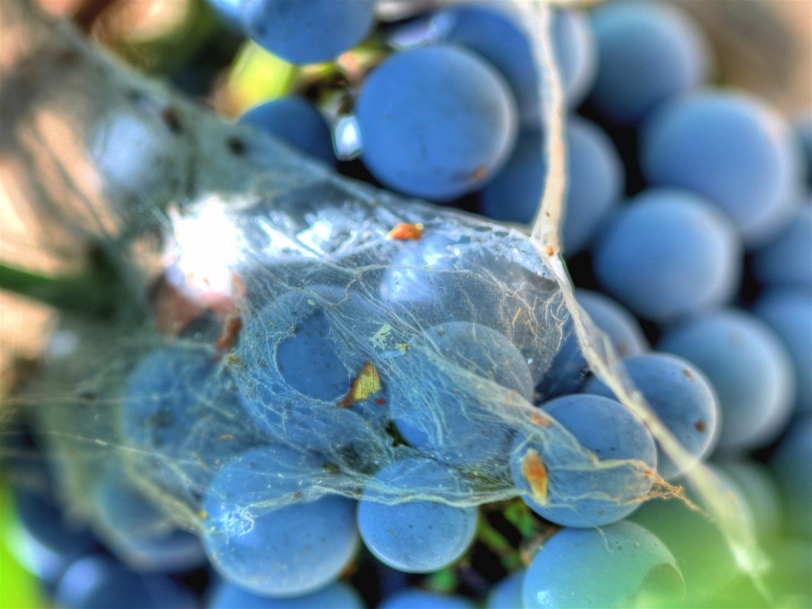 Обои виноград, паутина, grapes, web разрешение 1920x1440 Загрузить