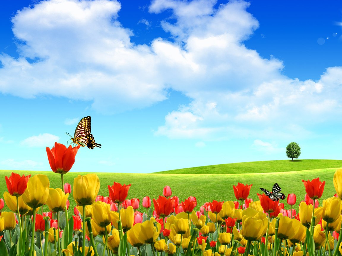 Обои небо, цветы, природа, лето, тюльпаны, бабочки, the sky, flowers, nature, summer, tulips, butterfly разрешение 1920x1200 Загрузить