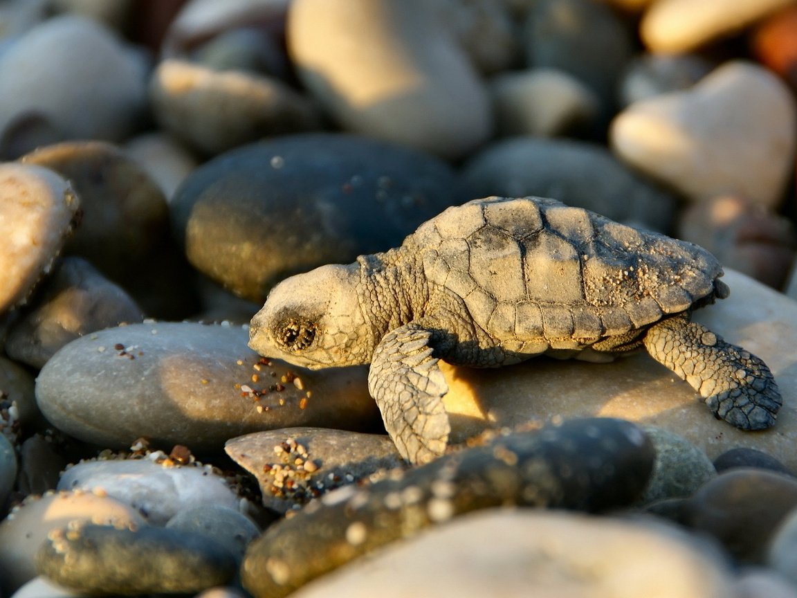 Обои свет, камни, черепаха, тень, малыш, черепашка, light, stones, turtle, shadow, baby, bug разрешение 1920x1080 Загрузить