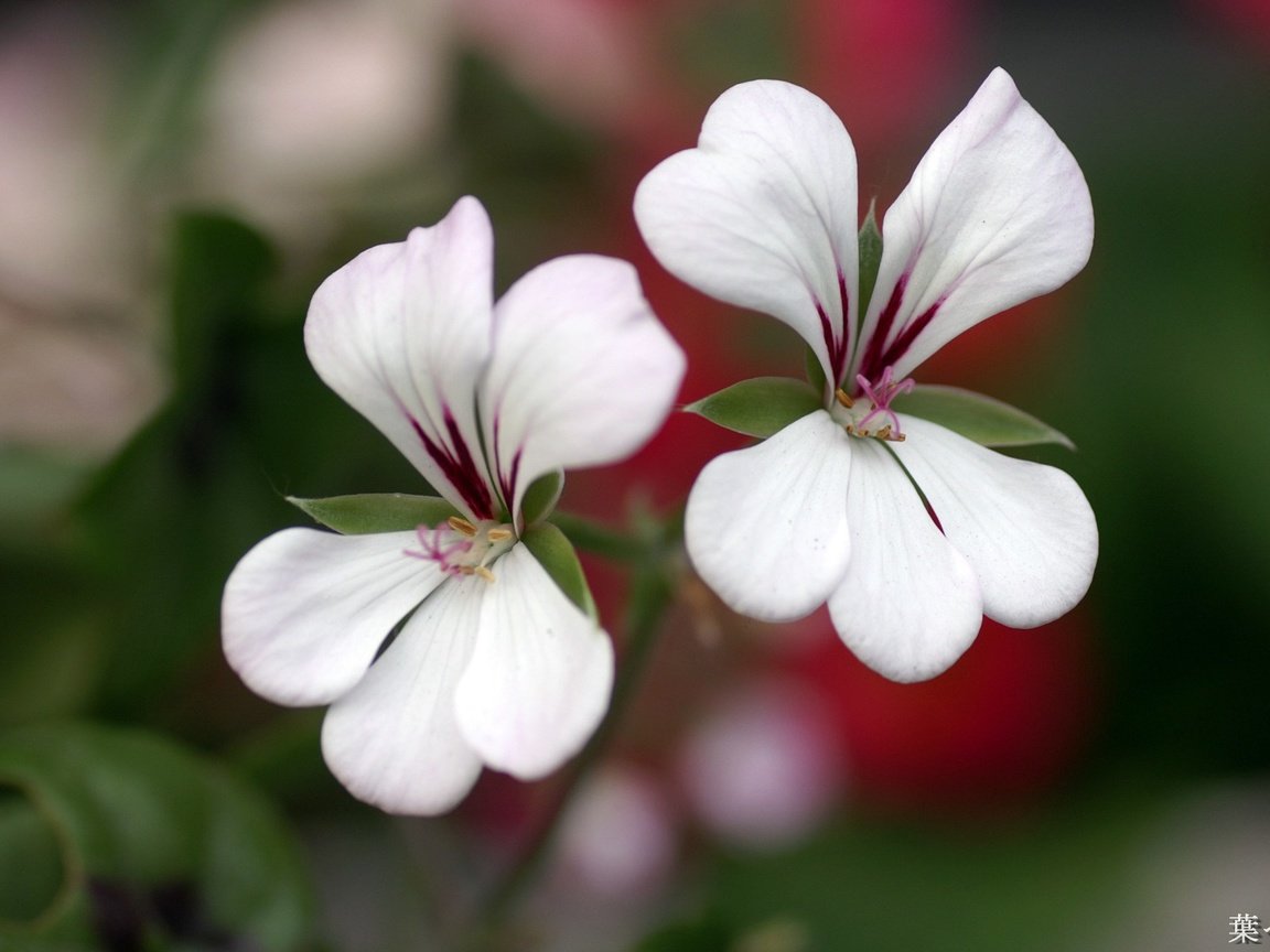 Обои цветы, лепестки, белые, герань, flowers, petals, white, geranium разрешение 1920x1200 Загрузить