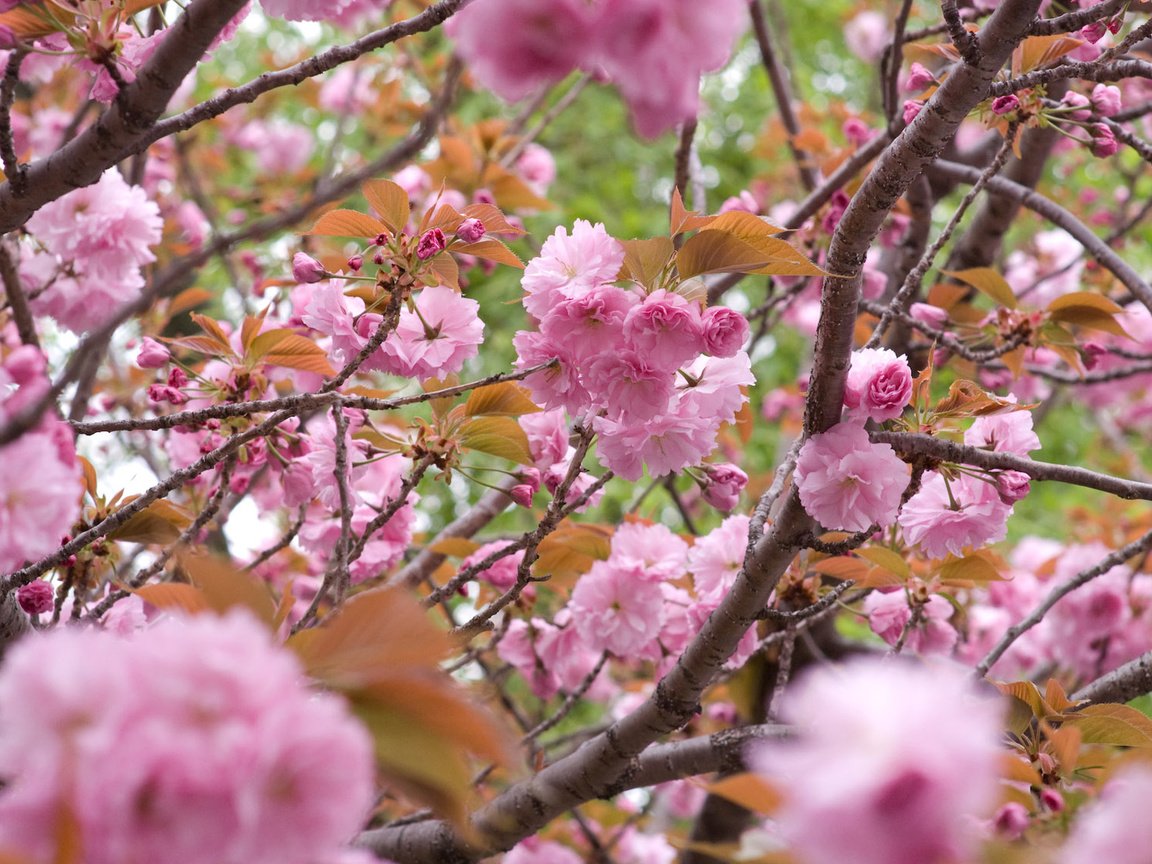 Обои цветы, цветение, ветки, лепестки, сакура, flowers, flowering, branches, petals, sakura разрешение 1920x1200 Загрузить