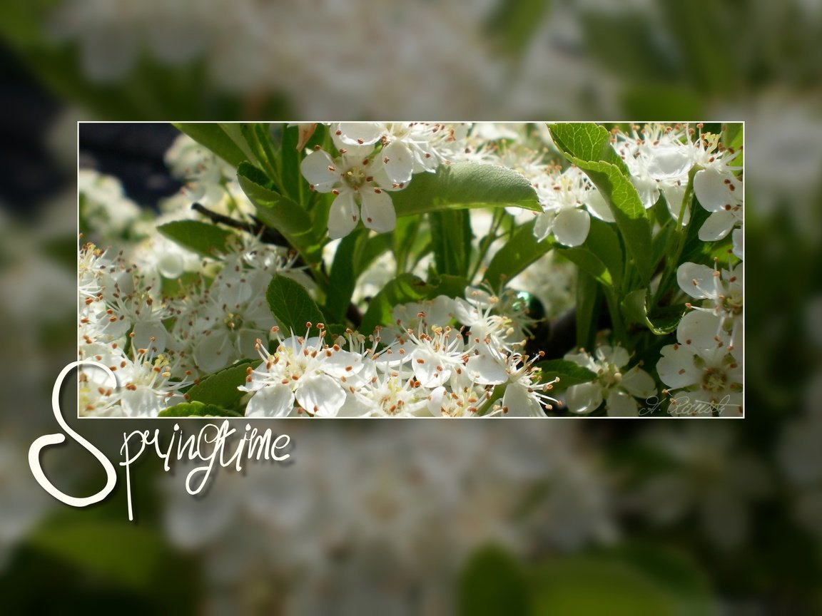 Обои цветение, весна, белые цветы, flowering, spring, white flowers разрешение 2560x1600 Загрузить