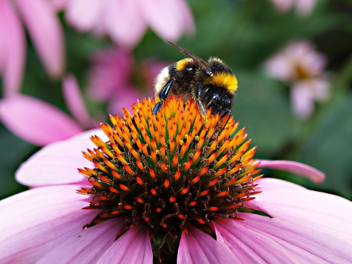 Обои шмель на цветке, природа, макро, насекомое, цветок, пчела, пыльца, шмель, эхинацея, bumblebee on a flower, nature, macro, insect, flower, bee, pollen, bumblebee, echinacea разрешение 1920x1200 Загрузить