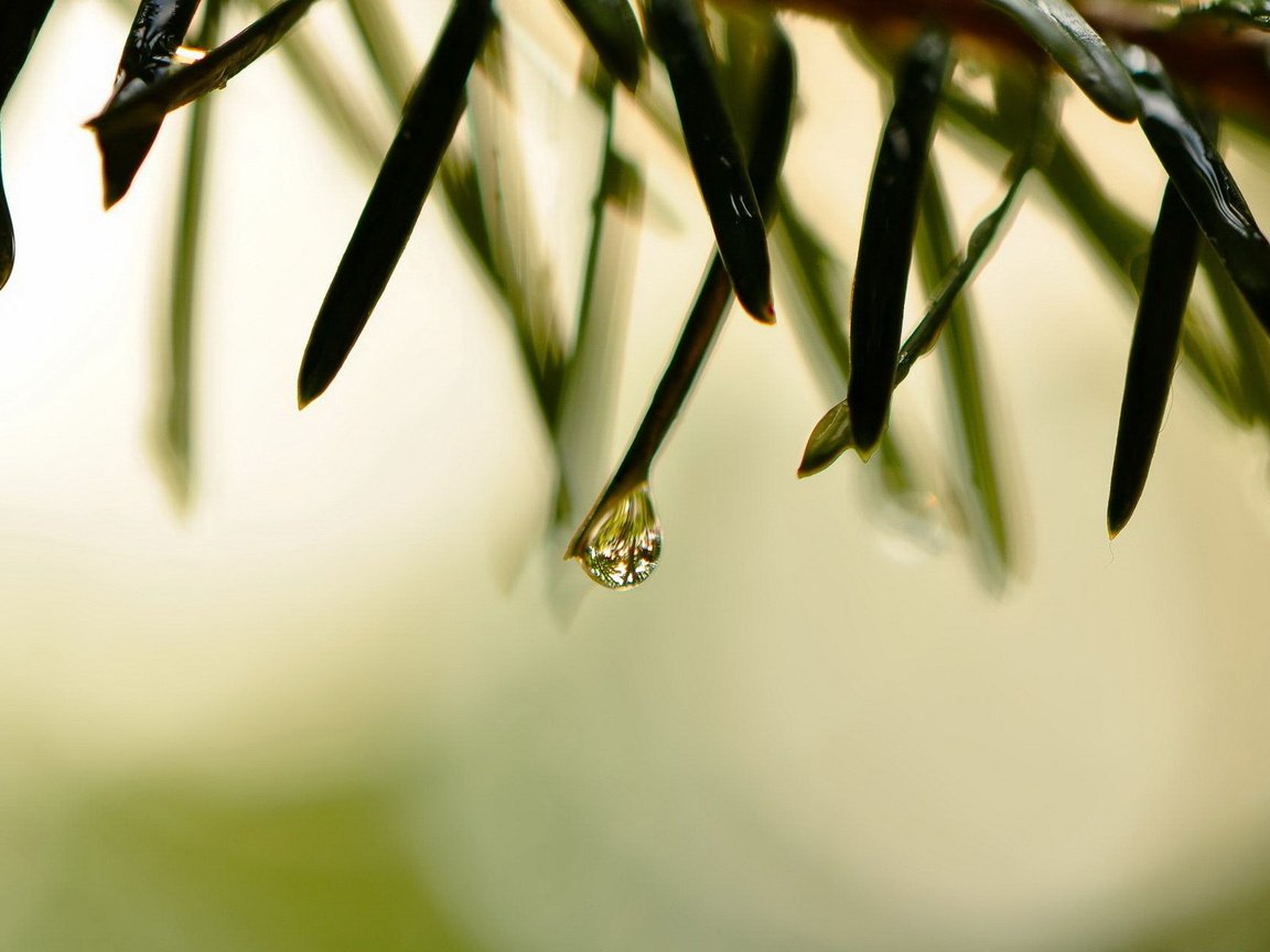 Обои трава, природа, макро, роса, капли, grass, nature, macro, rosa, drops разрешение 1920x1200 Загрузить