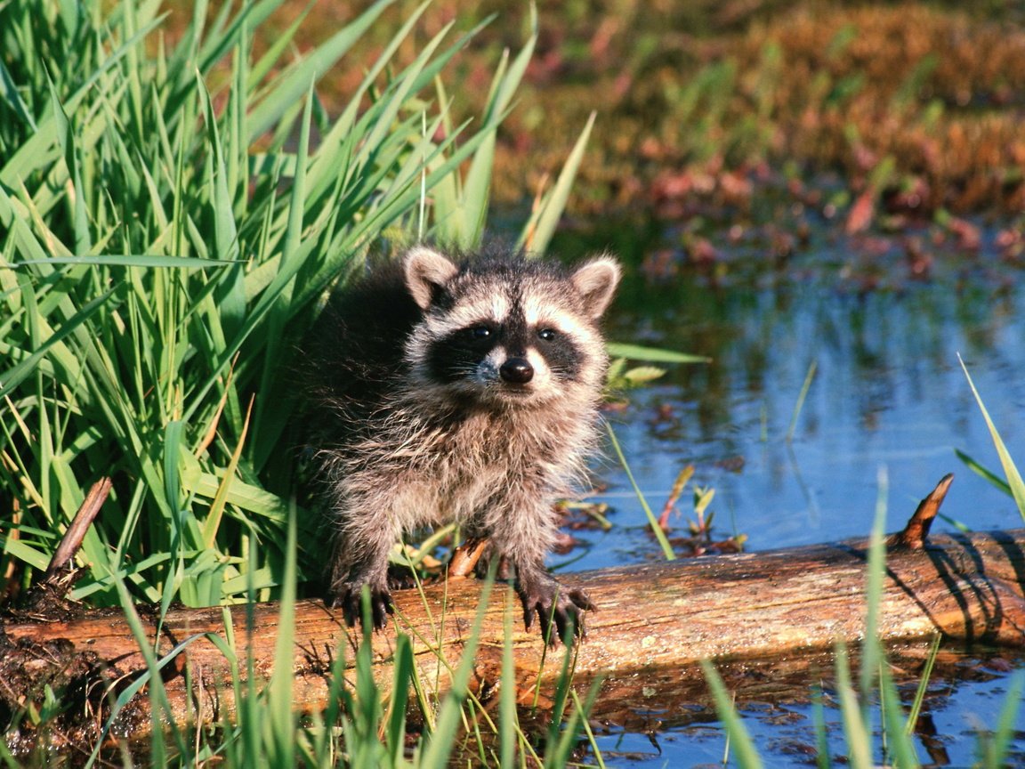 Обои вода, животные, зверек, бревно, енот, осока, енот-полоскун, water, animals, animal, log, raccoon, sedge разрешение 3072x2048 Загрузить