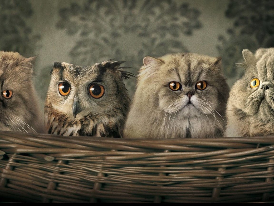 Обои сова, птица, корзина, кошки, owl, bird, basket, cats разрешение 1920x1080 Загрузить