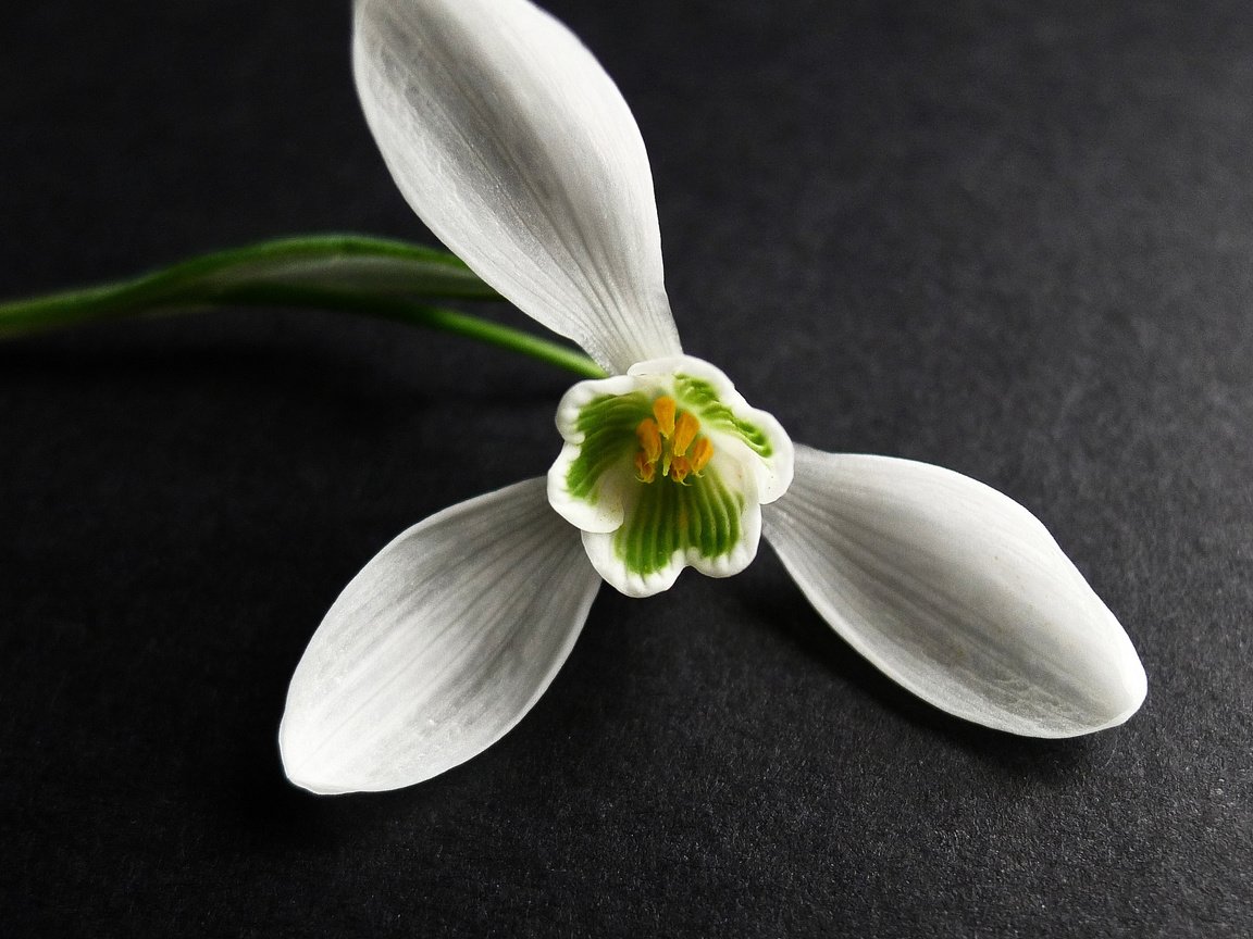 Обои макро, цветок, белый, черный фон, подснежник, macro, flower, white, black background, snowdrop разрешение 2048x2048 Загрузить
