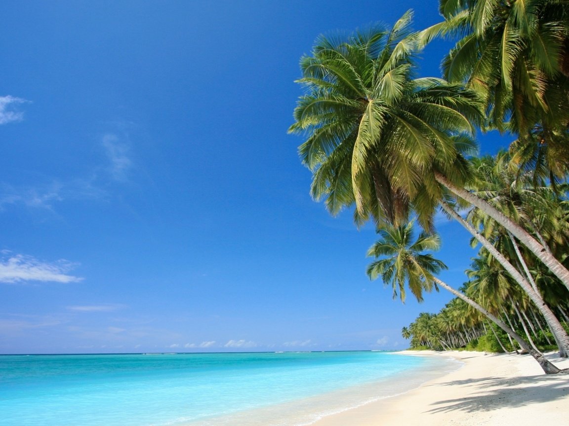 Обои песок, пляж, пальмы, тропики, мальдивы, sand, beach, palm trees, tropics, the maldives разрешение 1920x1080 Загрузить