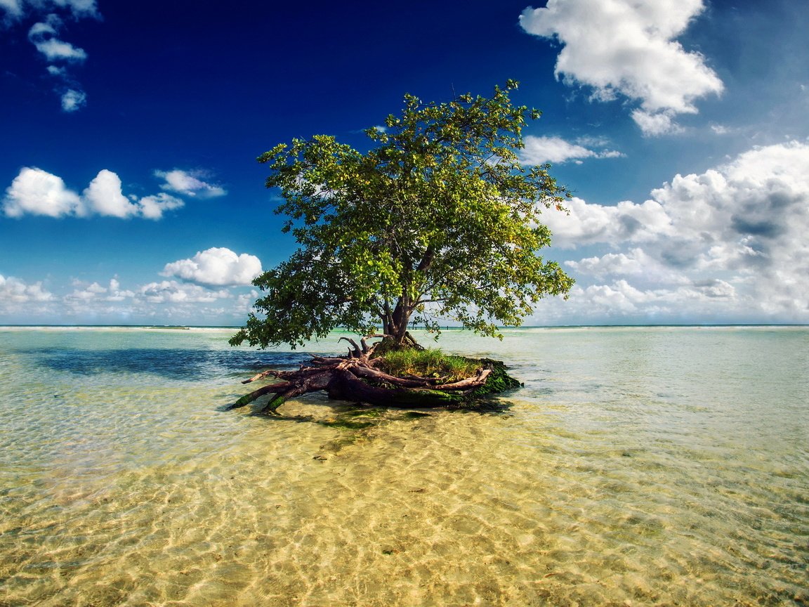 Обои вода, дерево, water, tree разрешение 1920x1200 Загрузить