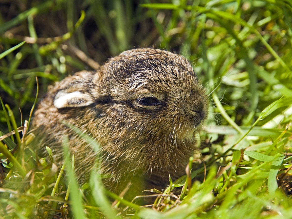 Обои трава, природа, животные, малыш, зайцы, зайчонок, grass, nature, animals, baby, rabbits, hare разрешение 3600x2400 Загрузить