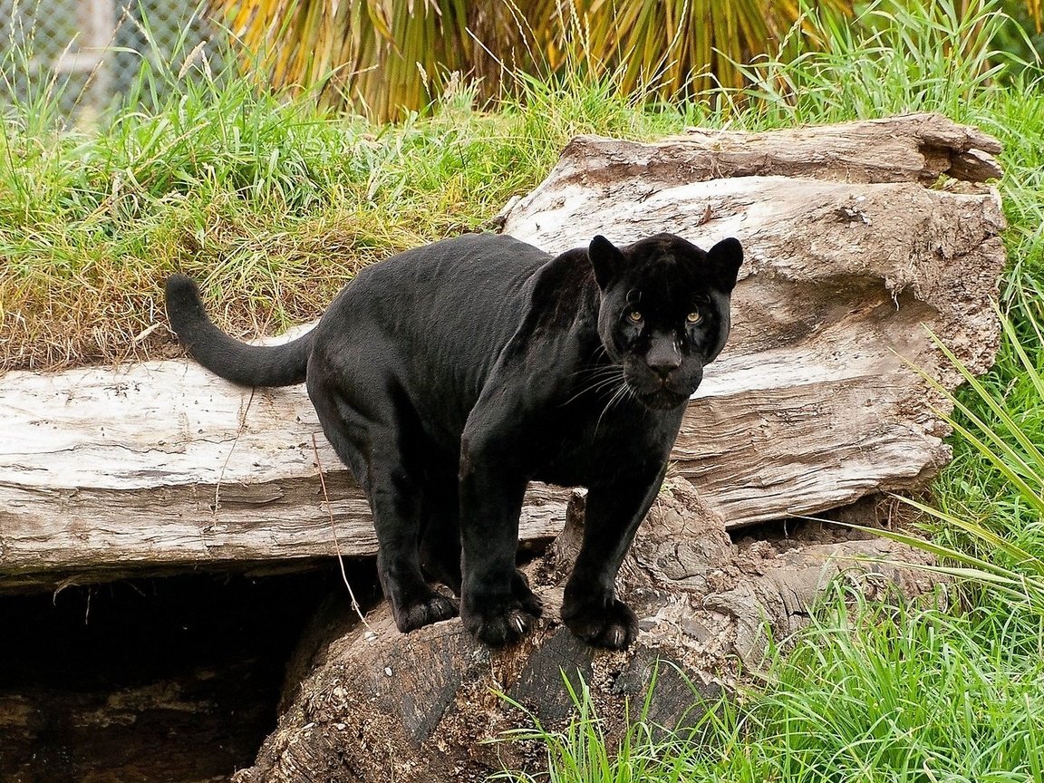 Обои кошка, пантера, черный ягуар, пантера на камне, cat, panther, black jaguar, panther on the rock разрешение 1920x1080 Загрузить