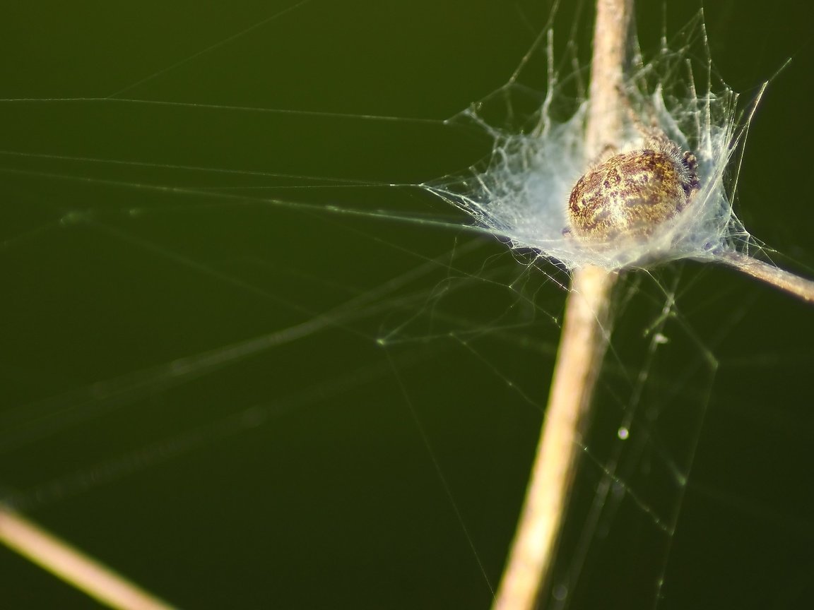 Обои трава, паук, grass, spider разрешение 1920x1080 Загрузить