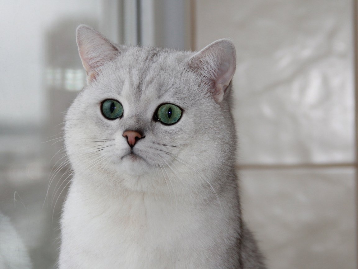 Обои кошка, окно, зеленые глаза, британская шиншилла, cat, window, green eyes, british chinchilla разрешение 1920x1080 Загрузить