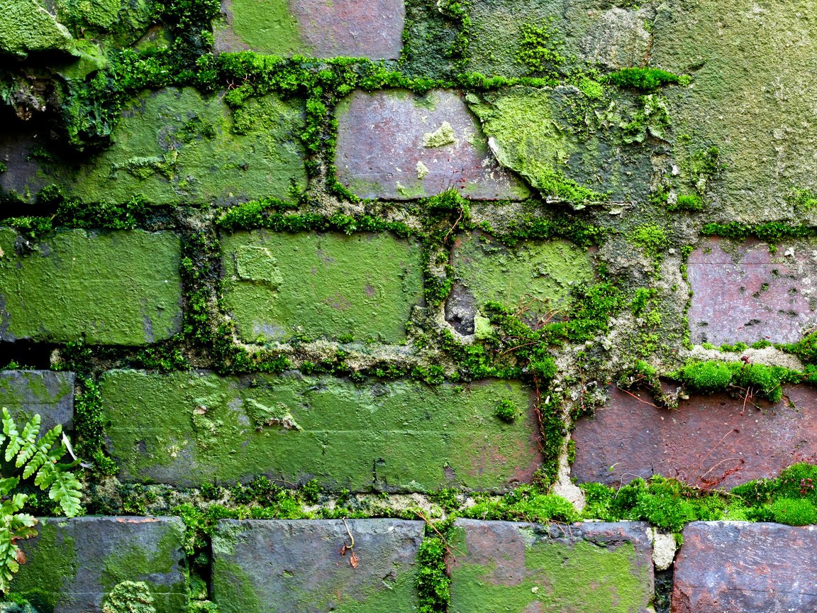 Обои узор, стена, мох, кирпич, кирпичная стена, moss (узор, мох), pattern, wall, moss, brick, brick wall, moss (pattern, moss) разрешение 2560x1600 Загрузить