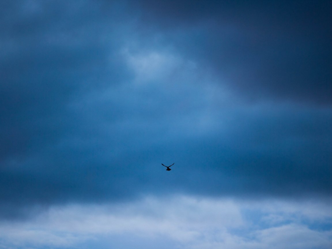 Обои небо, минимализм, птица, the sky, minimalism, bird разрешение 1920x1200 Загрузить