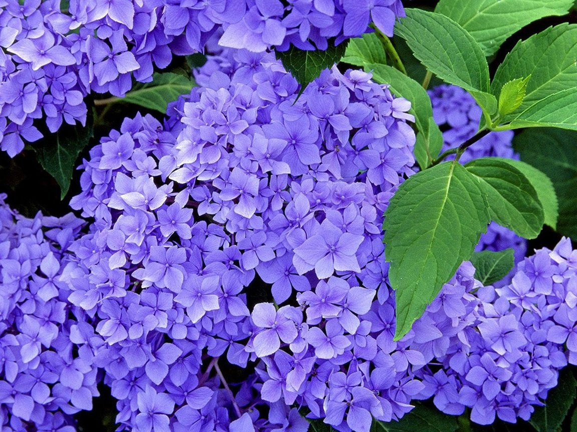 Обои цветы, листья, лепестки, голубая, синяя, гортензия, flowers, leaves, petals, blue, hydrangea разрешение 1920x1200 Загрузить