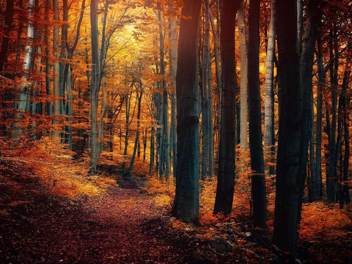 Обои природа, дерево, лес, листья, осень, тропинка, nature, tree, forest, leaves, autumn, path разрешение 1920x1080 Загрузить