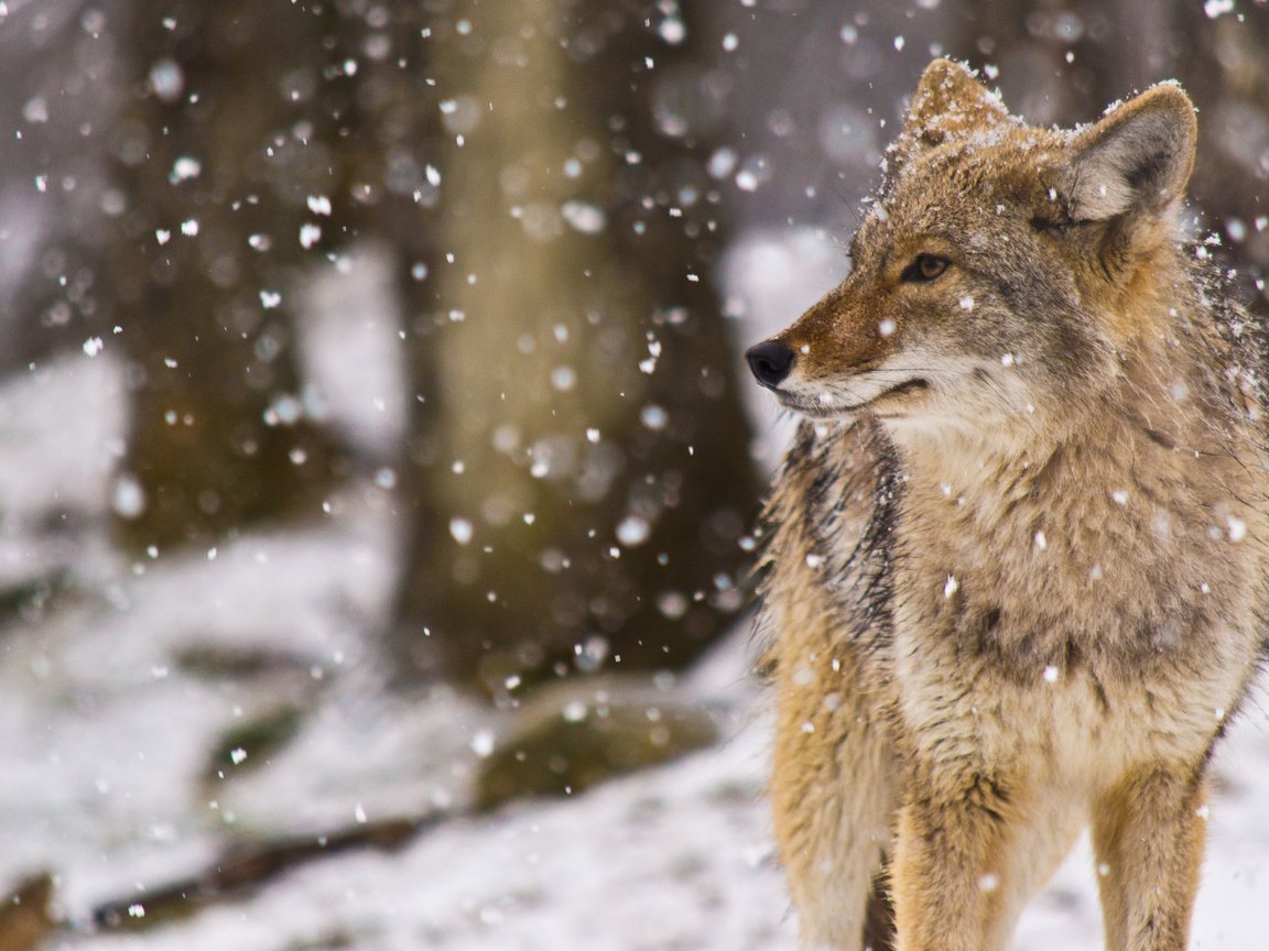 Обои снег, койот, луговой волк, snow, coyote, meadow wolf разрешение 2048x1177 Загрузить