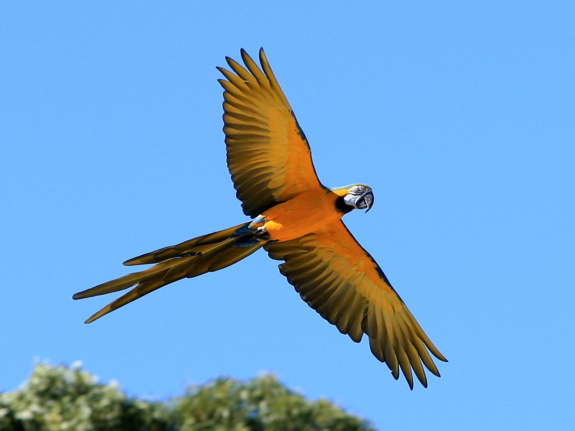 Обои крылья, птицы, хвост, попугай, попугай ара, wings, birds, tail, parrot, macaw parrot разрешение 1920x1153 Загрузить