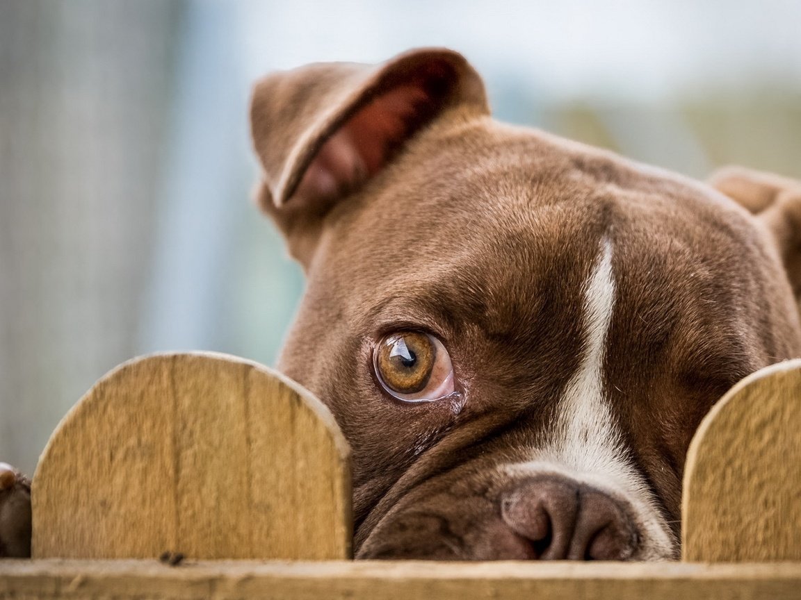 Обои взгляд, забор, глаз, бульдог, cобака, look, the fence, eyes, bulldog, dog разрешение 1920x1080 Загрузить