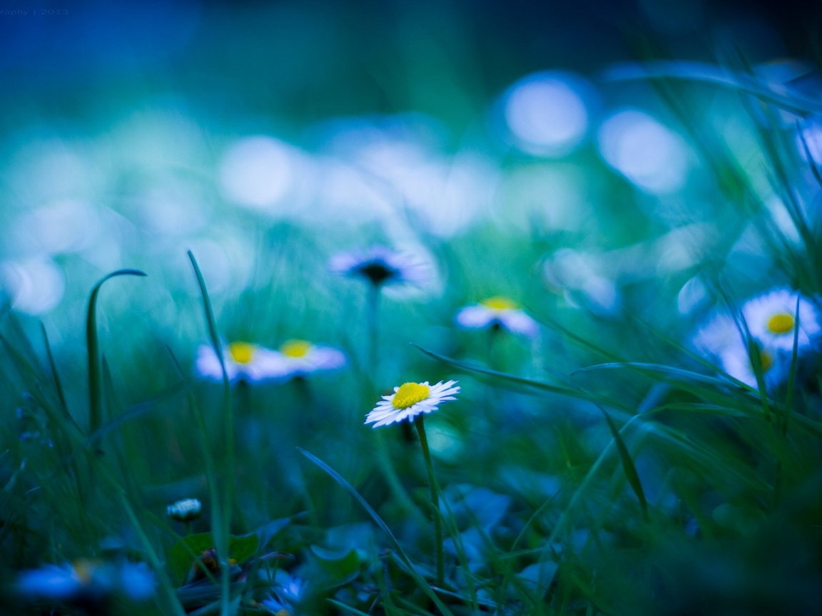 Обои трава, блики, поляна, размытость, ромашки, grass, glare, glade, blur, chamomile разрешение 1920x1200 Загрузить