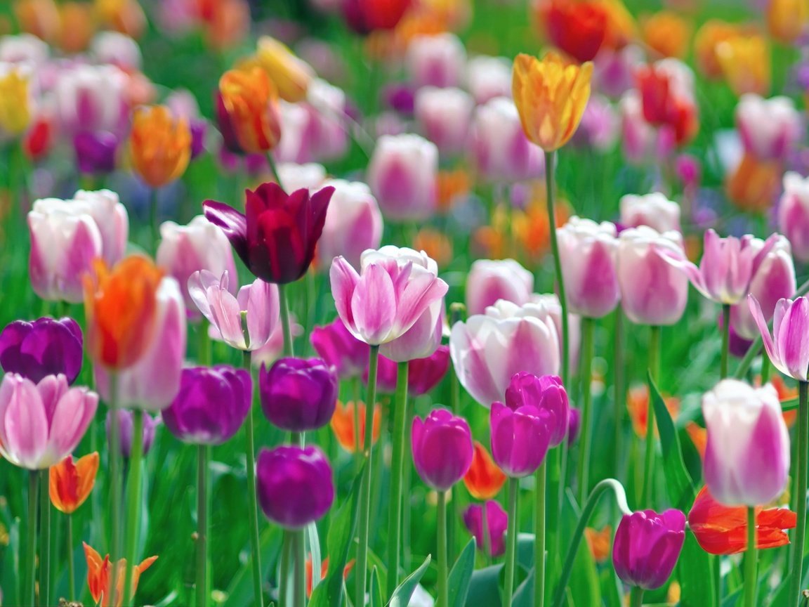Обои цветы, разноцветные, весна, тюльпаны, разные, flowers, colorful, spring, tulips, different разрешение 2048x1361 Загрузить