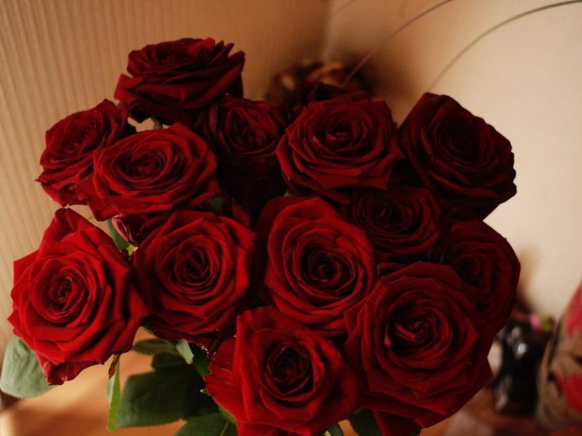 Обои цветы, роза, красная, красная роза, flowers, rose, red, red rose разрешение 2560x1600 Загрузить
