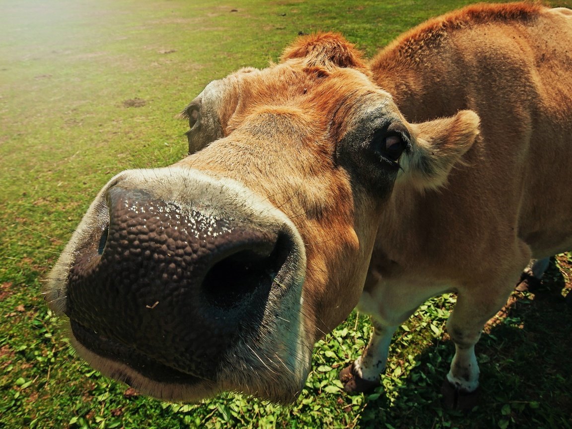Обои морда, макро, корова, крупным планом, face, macro, cow, closeup разрешение 2048x1478 Загрузить