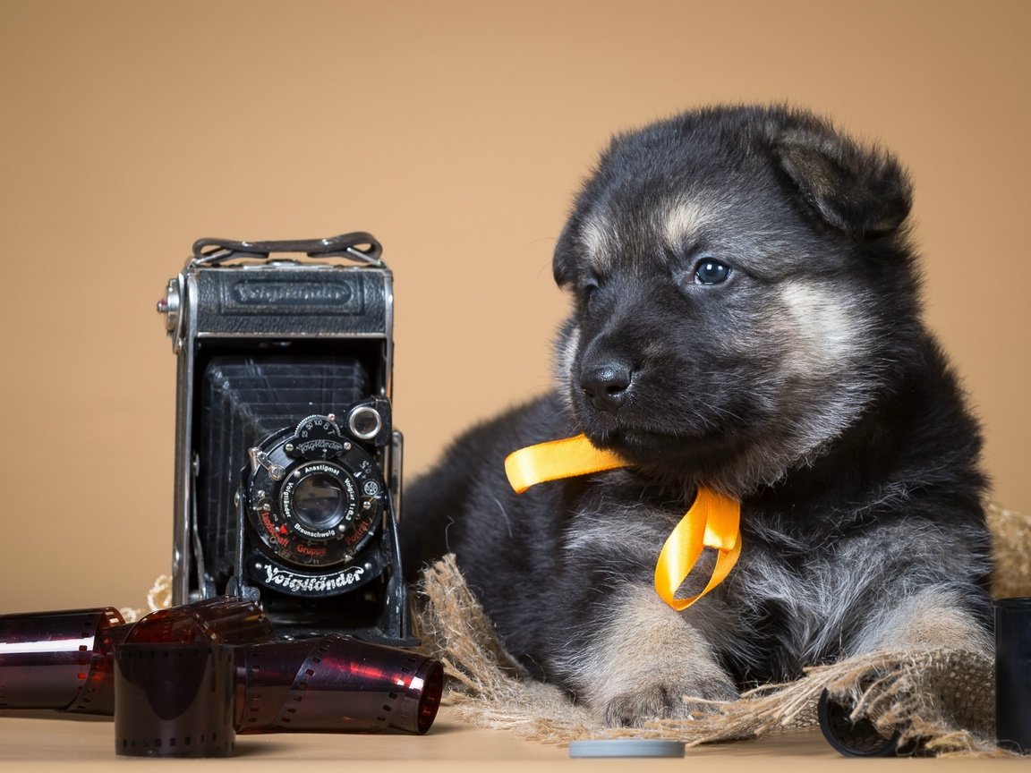 Обои ретро, собака, щенок, фотоаппарат, пленка, немецкая овчарка, бантик, retro, dog, puppy, the camera, film, german shepherd, bow разрешение 2880x1800 Загрузить