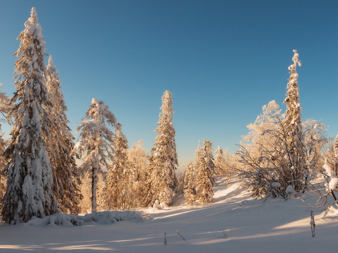 Обои деревья, снег, лес, зима, trees, snow, forest, winter разрешение 1920x1080 Загрузить