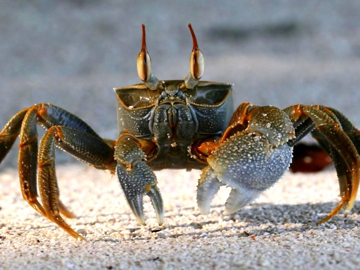 Обои песок, пляж, краб, клешни, sand, beach, crab, claws разрешение 1920x1200 Загрузить