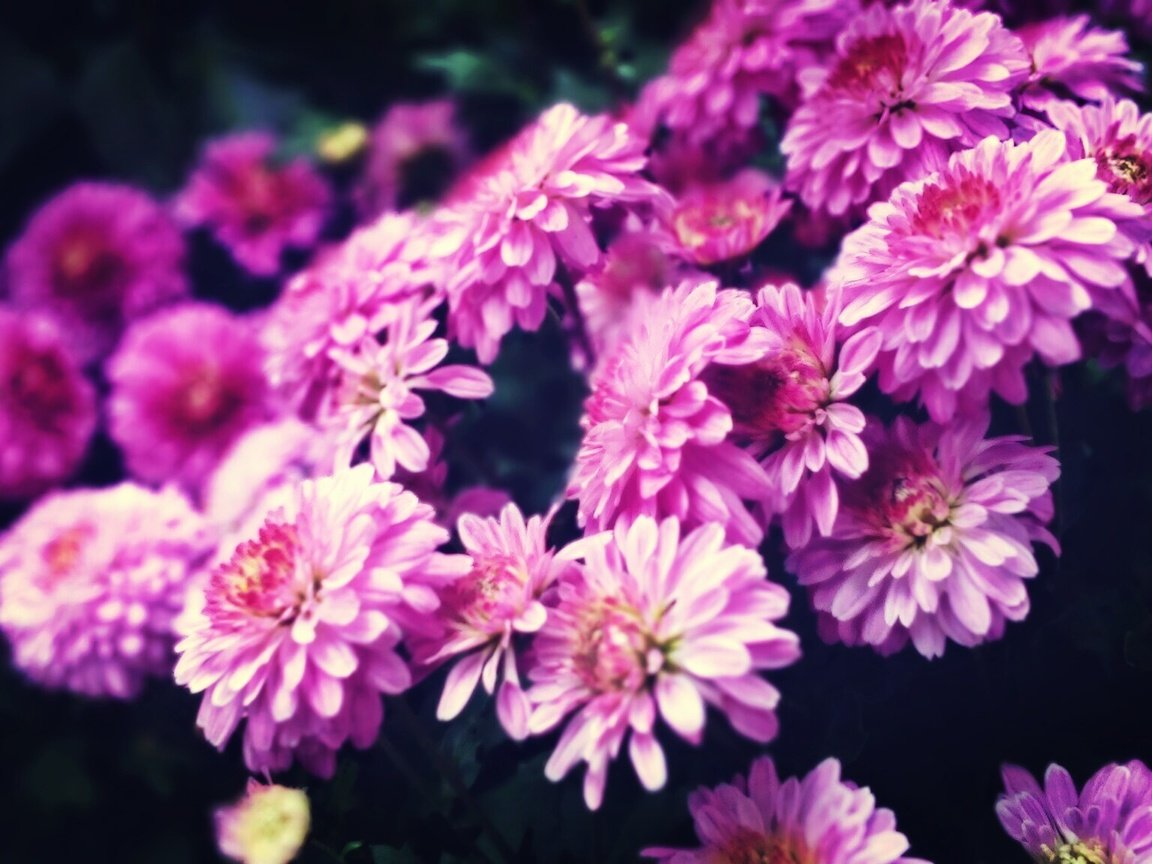 Обои цветы, хризантемы, хризантема, цветком, пинк, лиловая, flowers, chrysanthemum, flower, pink, purple разрешение 2048x1152 Загрузить